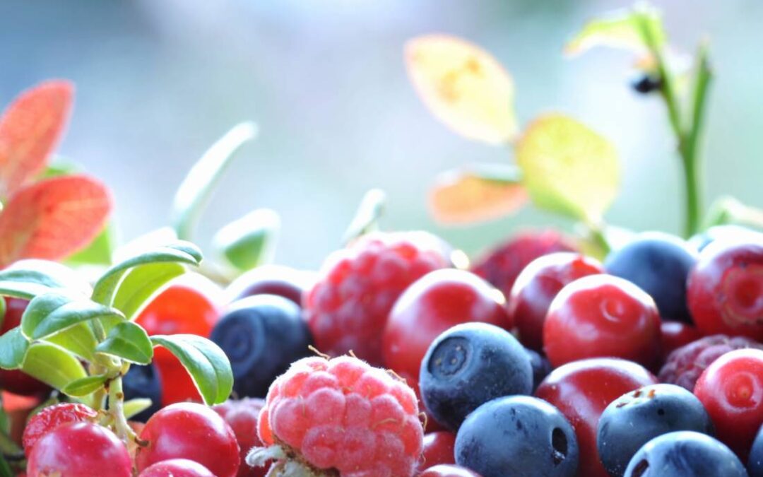 Jak przechowywać jagody — najlepsze sposoby na dłuższą świeżość i smakowitość